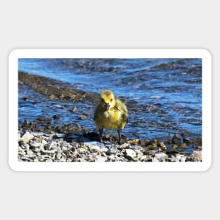 Wet Gosling Walking Along The Water Sticker